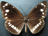 Adult, female, upperside: Common Crow (Euploea core corinna)