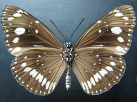 Adult, female, underside: Common Crow (Euploea core corinna)