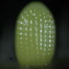 Egg, egg: Common Crow (Euploea core corinna)