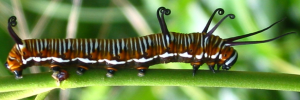 Final instar larva, side view: Common Crow (Euploea core corinna)