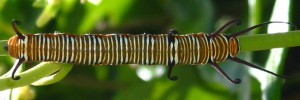 Final instar larva, top view: Common Crow (Euploea core corinna)