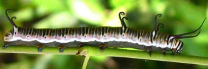 Final instar larva, side view: Common Crow (Euploea core corinna)