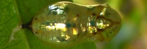 Pupa, top view: Common Crow (Euploea core corinna)