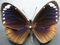 Adult, male, upperside: Purple Crow (Euploea tulliolus tulliolus)