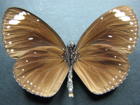 Adult, male, underside: Purple Crow (Euploea tulliolus tulliolus)