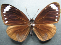 Adult, female, upperside: Purple Crow (Euploea tulliolus tulliolus)