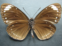 Adult, female, underside: Purple Crow (Euploea tulliolus tulliolus)