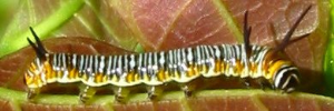 Final instar larva, side view: Purple Crow (Euploea tulliolus tulliolus)
