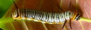 Final instar larva, top view: Purple Crow (Euploea tulliolus tulliolus)