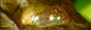 Pupa, side view: Purple Crow (Euploea tulliolus tulliolus)