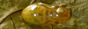 Pupa, top view: Purple Crow (Euploea tulliolus tulliolus)