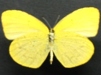 Adult, male, underside: No-brand Grass-yellow (Eurema brigitta australis)