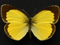 Adult, female, upperside: No-brand Grass-yellow (Eurema brigitta australis)