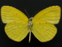 Adult, female, underside: No-brand Grass-yellow (Eurema brigitta australis)