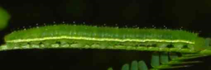 Final instar larva, side view: No-brand Grass-yellow (Eurema brigitta australis)