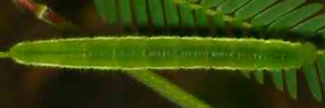 Final instar larva, top view: No-brand Grass-yellow (Eurema brigitta australis)