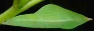 Pupa, side view: No-brand Grass-yellow (Eurema brigitta australis)