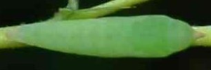 Pupa, top view: No-brand Grass-yellow (Eurema brigitta australis)