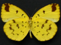 Adult, male, underside: Large Grass-yellow (Eurema hecabe hecabe)