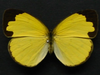 Adult, female, upperside: Large Grass-yellow (Eurema hecabe hecabe)