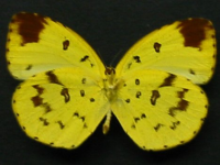 Adult, female, underside: Large Grass-yellow (Eurema hecabe hecabe)