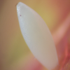Egg, egg: Large Grass-yellow (Eurema hecabe hecabe)