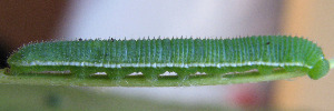 Final instar larva, side view: Large Grass-yellow (Eurema hecabe hecabe)