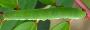 Final instar larva, top view: Large Grass-yellow (Eurema hecabe hecabe)