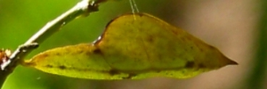 Pupa, side view: Large Grass-yellow (Eurema hecabe hecabe)