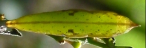 Pupa, top view: Large Grass-yellow (Eurema hecabe hecabe)