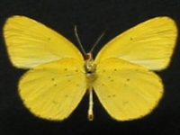 Adult, male, underside: Small Grass-yellow (Eurema smilax smilax)