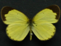 Adult, female, upperside: Small Grass-yellow (Eurema smilax smilax)
