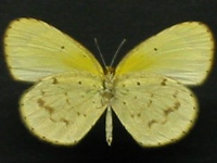 Adult, female, underside: Small Grass-yellow (Eurema smilax smilax)