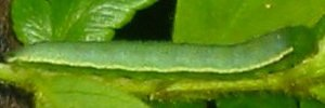 Final instar larva, side view: Small Grass-yellow (Eurema smilax smilax)