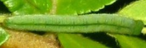 Final instar larva, top view: Small Grass-yellow (Eurema smilax smilax)