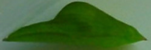 Pupa, side view: Small Grass-yellow (Eurema smilax smilax)