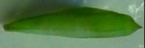 Pupa, top view: Small Grass-yellow (Eurema smilax smilax)