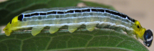 Final instar larva, side view: Regent Skipper (Euschemon rafflesia alba)