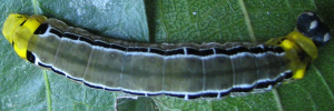 Final instar larva, top view: Regent Skipper (Euschemon rafflesia alba)