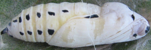 Pupa, side view: Regent Skipper (Euschemon rafflesia alba)