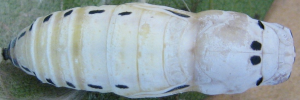 Pupa, top view: Regent Skipper (Euschemon rafflesia alba)