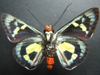 Adult, male, underside: Regent Skipper (Euschemon rafflesia rafflesia)