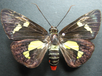 Adult, female, upperside: Regent Skipper (Euschemon rafflesia rafflesia)