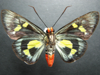Adult, female, underside: Regent Skipper (Euschemon rafflesia rafflesia)