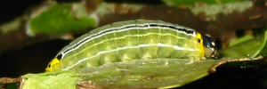 Final instar larva, side view: Regent Skipper (Euschemon rafflesia rafflesia)