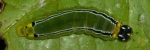 Final instar larva, top view: Regent Skipper (Euschemon rafflesia rafflesia)