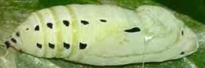 Pupa, side view: Regent Skipper (Euschemon rafflesia rafflesia)