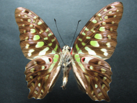Adult, male, underside: Green Spotted Triangle (Graphium agamemnon ligatus)