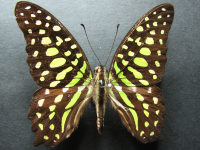 Adult, female, upperside: Green Spotted Triangle (Graphium agamemnon ligatus)