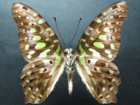 Adult, female, underside: Green Spotted Triangle (Graphium agamemnon ligatus)